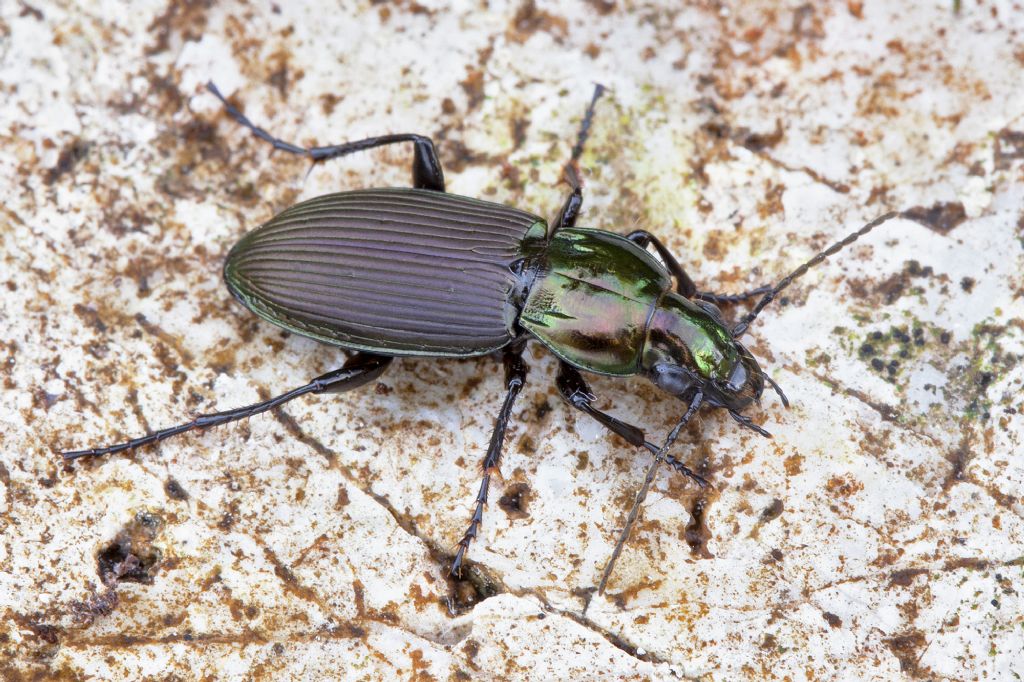 Poecilus lepidus gressorius, Carabidae